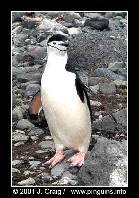 kinbandpinguïn of stormbandpinguïn of keelbandpinguïn  ( Pygoscelis antarctica )  chinstrap penguin    Kehlstreifenpinguin
© Jeanne Craig

"This picture is used with permission from Jeanne Craig and can only be used for non-commercial purpose after asking permission to her."
Trefwoorden: Pygoscelis antarctica chinstrap penguin Kehlstreifenpinguin kinbandpinguin keelbandpinguin stormbandpinguïn Antarctica