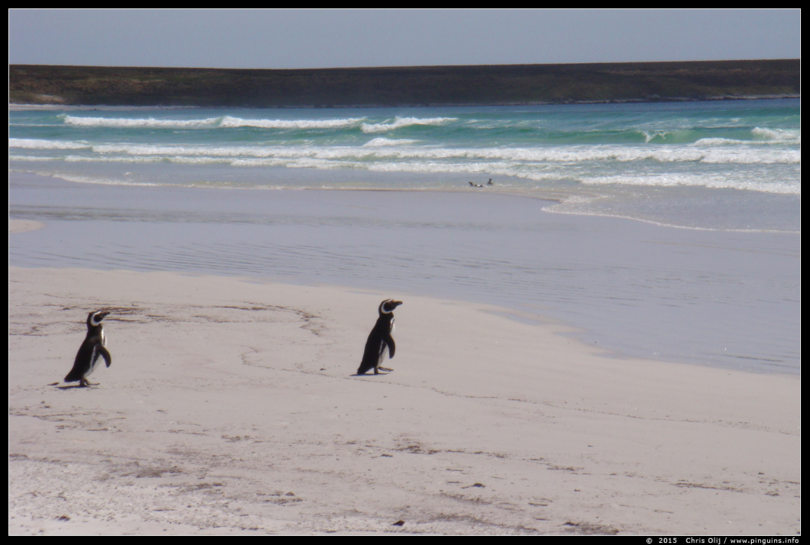magelhaenpinguïn ( Spheniscus magellanicus ) magellanic penguin
© Chris Olij

Met dank aan Chris Olij, die zo vriendelijk was om me de foto's van zijn reis naar de Falklands ter beschikking te stellen.
With thanks to Chris Olij, who was so kind to give me permission to add here the pictures, made on his trip to the Falklands  in 2015.
Trefwoorden: magelhaenpinguïn Spheniscus magellanicus  magellanic penguin Falklands
