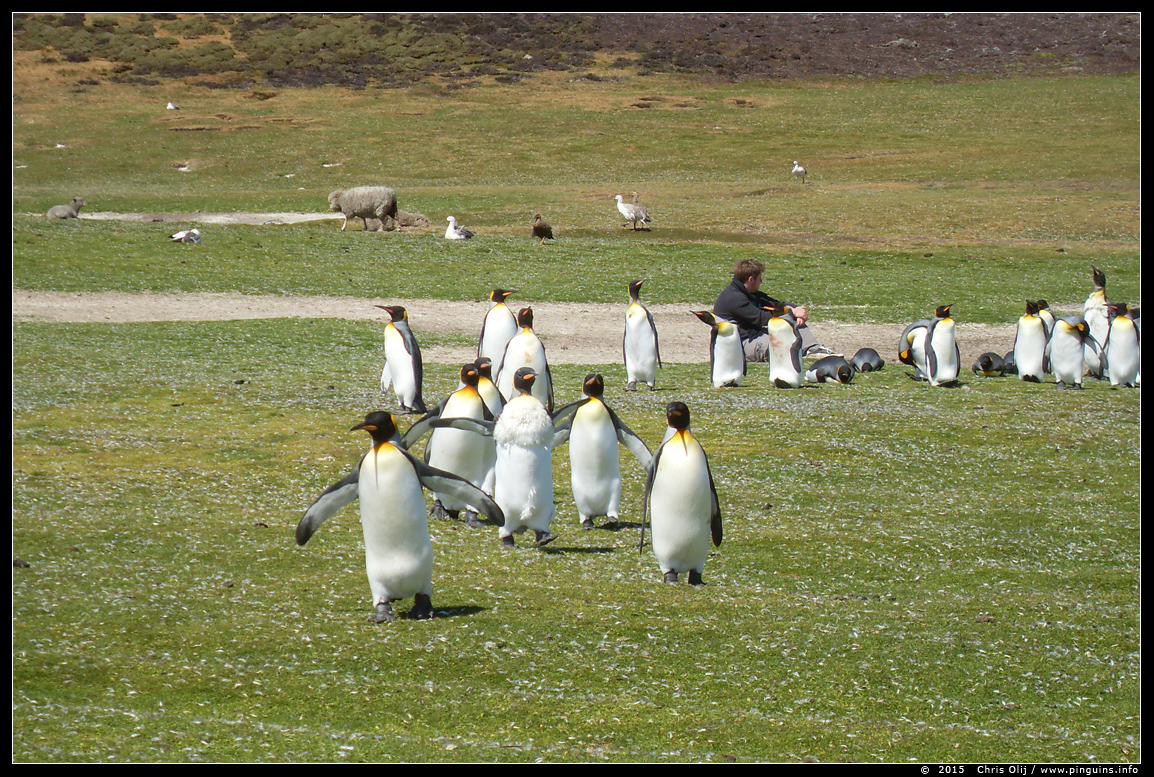 koningspinguin  ( Aptenodytes patagonicus )  king penguin
© Chris Olij

Met dank aan Chris Olij, die zo vriendelijk was om me de foto's van zijn reis naar de Falklands ter beschikking te stellen.
With thanks to Chris Olij, who was so kind to give me permission to add here the pictures, made on his trip to the Falklands  in 2015.
Trefwoorden: Aptenodytes patagonicus koningspinguin king penguin Falklands