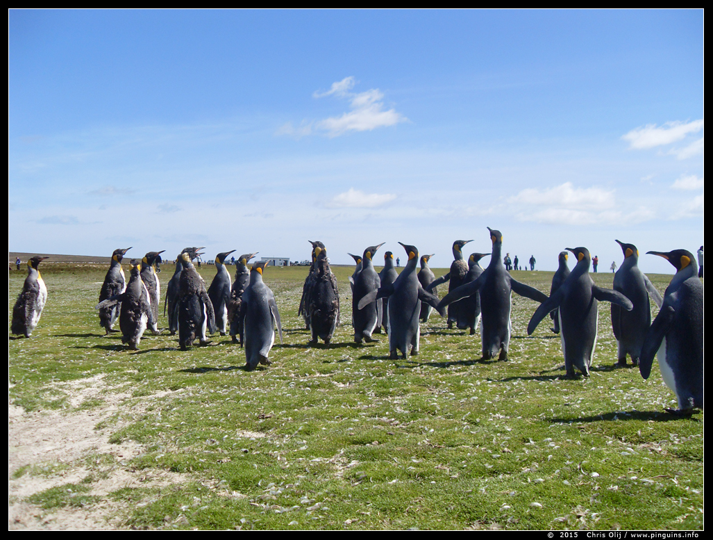 koningspinguin  ( Aptenodytes patagonicus )  king penguin
© Chris Olij

Met dank aan Chris Olij, die zo vriendelijk was om me de foto's van zijn reis naar de Falklands ter beschikking te stellen.
With thanks to Chris Olij, who was so kind to give me permission to add here the pictures, made on his trip to the Falklands  in 2015.
Trefwoorden: Aptenodytes patagonicus koningspinguin king penguin Falklands