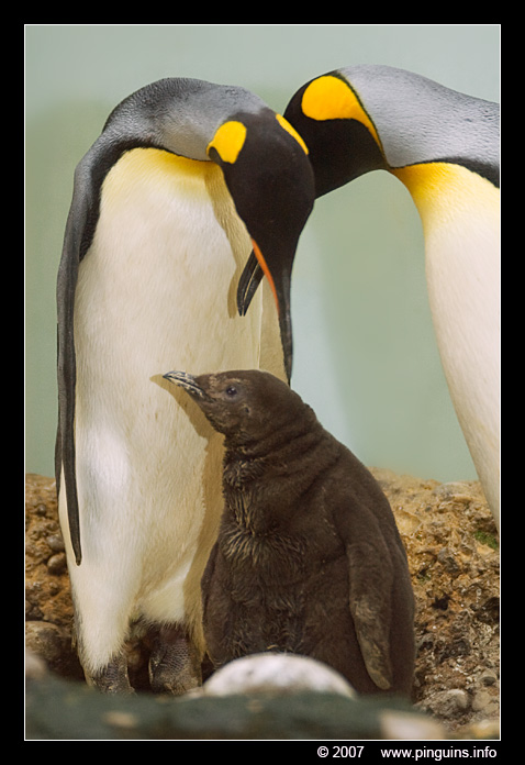 koningspinguin  ( Aptenodytes patagonicus )  king penguin
Basel zoo Swiss Switserland
Keywords: Basel zoo Swiss Switserland vogel bird Aptenodytes patagonicus koningspinguin king penguin kuiken chick