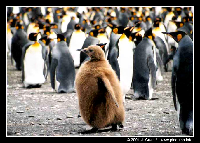 koningspinguin  ( Aptenodytes patagonicus )  king penguin
© Jeanne Craig

"This picture is used with permission from Jeanne Craig and can only be used for non-commercial purpose after asking permission to her."
Keywords: Aptenodytes patagonicus koningspinguin king penguin Antarctica kuiken chick
