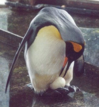 koningspinguin  ( Aptenodytes patagonicus )  king penguin
Wuppertal zoo (Germany)
Keywords: Aptenodytes patagonicus koningspinguin king penguin egg ei Wuppertal zoo Germany