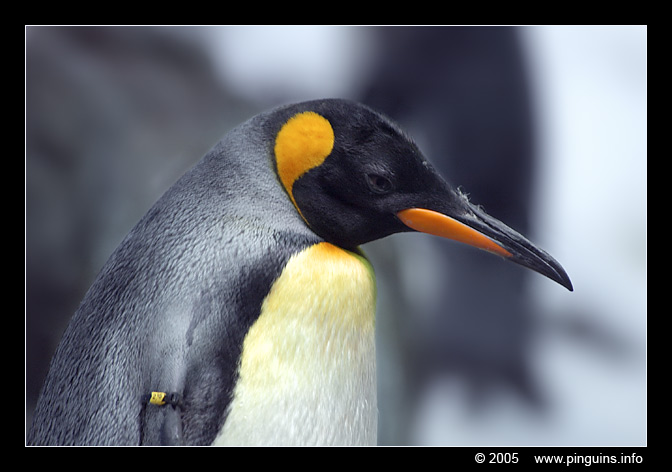 koningspinguin  ( Aptenodytes patagonicus )  king penguin
Loroparque Planet Penguin Teneriffa
Trefwoorden: Aptenodytes patagonicus koningspinguin king penguin Loroparque Planet Penguin Teneriffa