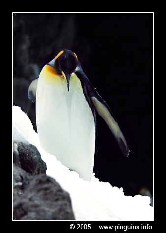 koningspinguin  ( Aptenodytes patagonicus )  king penguin
Loroparque Planet Penguin Teneriffa
Keywords: Aptenodytes patagonicus koningspinguin king penguin Loroparque Planet Penguin Teneriffa