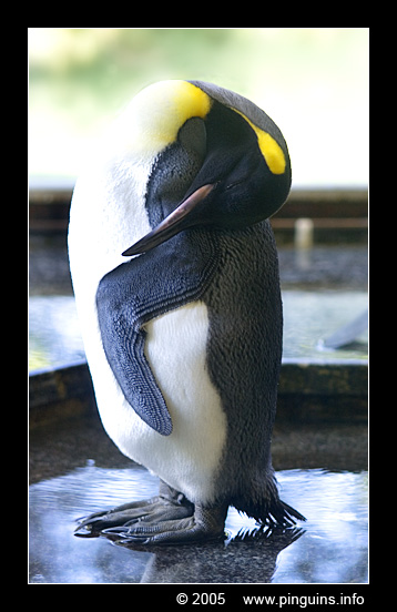 koningspinguin  ( Aptenodytes patagonicus )  king penguin
Wuppertal zoo (Germany)
Trefwoorden: Wuppertal zoo Germany koningspinguin Aptenodytes patagonicus king penguin