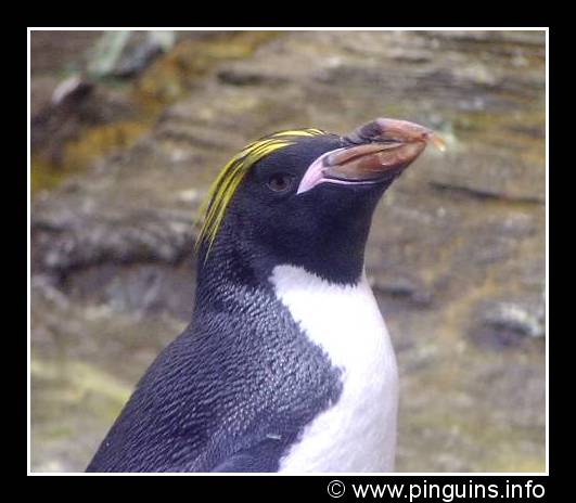 macaronipinguïn of goudkuifpinguïn  ( Eudyptes chrysolophus )  macaroni penguin
Antwerpen zoo
Trefwoorden: Eudyptes chrysolophus macaroni penguin macaronipinguïn goudkuifpinguïn vogel bird Antwerpen zoo