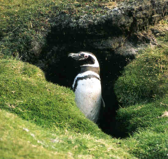 magelhaenpinguïn ( Spheniscus magellanicus ) magellanic penguin
Trefwoorden: Spheniscus magellanicus magelhaenpinguïn magellanic penguin vogel bird