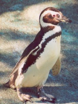magelhaenpinguïn ( Spheniscus magellanicus ) magellanic penguin
Karlsruhe zoo
Trefwoorden: Spheniscus magellanicus magelhaenpinguïn magellanic penguin vogel bird Karlsruhe zoo