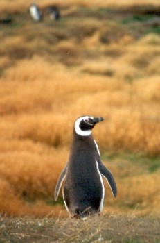 magelhaenpinguïn ( Spheniscus magellanicus ) magellanic penguin
Magelhaenpinguïn in Chili
Magellanic penguin in Chili

© Guido Cohen ( [email]gcohen73@hotmail.com[/email])
"This picture is used with permission from Guido Cohen and can only be used for non-commercial purpose after asking permission to him."
Trefwoorden: Spheniscus magellanicus magelhaenpinguïn magellanic penguin vogel bird