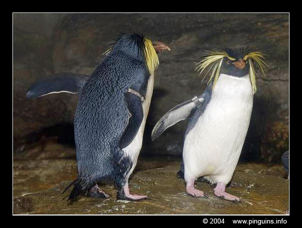 rotsspringer of  geelkuifpinguïn  ( Eudyptes chrysocome )  rockhopper penguin
Antwerpen zoo (Belgium)
Trefwoorden: Antwerpen Antwerp zoo Belgium Eudyptes chrysocome rotsspringer geelkuifpinguïn rockhopper
