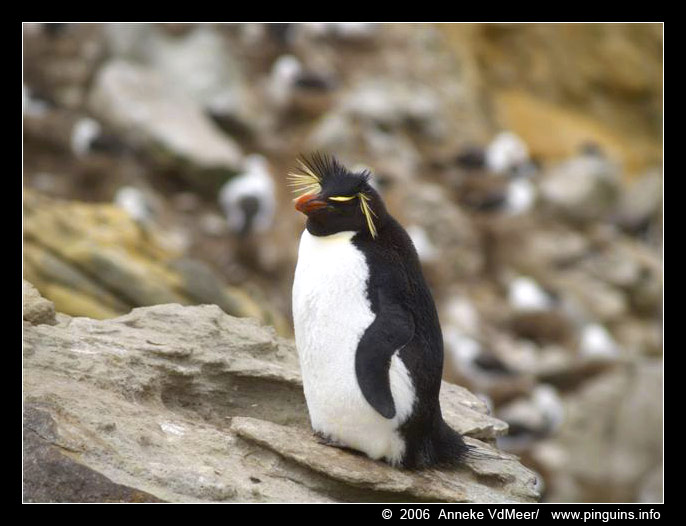 rotsspringer of  geelkuifpinguïn  ( Eudyptes chrysocome )  rockhopper penguin
© Anneke Van der Meer, gemaakt tijdens haar reis naar Antarctica in december 2006. Met dank om ze hier te mogen plaatsen.
© Anneke Van der Meer, made during her trip to Antarctica in December 2006. Thanks for her permission to use them here.

"This picture is used with permission from her and can only be used for non-commercial purpose after asking permission to her."
Trefwoorden: Eudyptes chrysocome rotsspringer geelkuifpinguïn rockhopper Antarctica