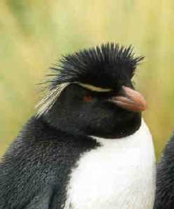 rotsspringer of  geelkuifpinguïn  ( Eudyptes chrysocome )  rockhopper penguin
© Jeanne Craig

"This picture is used with permission from Jeanne Craig and can only be used for non-commercial purpose after asking permission to her."
Keywords: Eudyptes chrysocome rotsspringer geelkuifpinguïn rockhopper Antarctica