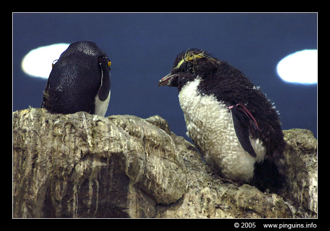rotsspringer of  geelkuifpinguïn  ( Eudyptes chrysocome )  rockhopper penguin
Loroparque Planet Penguin Tenerife
Trefwoorden: Eudyptes chrysocome rotsspringer geelkuifpinguïn rockhopper Loroparque Planet Penguin Tenerife