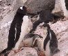 pinguins.wmv